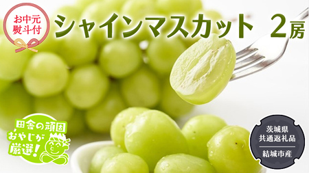 【お中元 熨斗付】 シャインマスカット 2房 【2026年7月から発送開始】 （茨城県共通返礼品 [ぶどう]：結城市産）