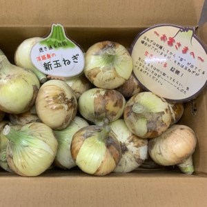 新玉ねぎ シャーロットオニオン 6kg　◆配送３月～６月