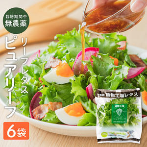 レタス ピュアリーフ 6個入り リーフレタス 栽培期間中 無農薬 新鮮 サラダ 最新植物工場レタス