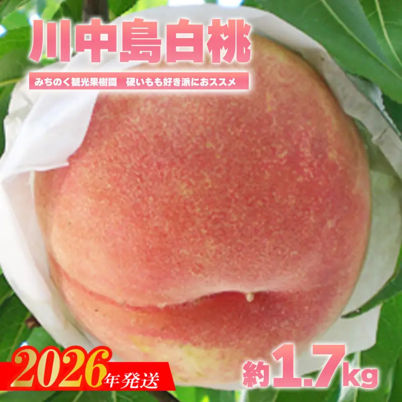 No.2347もも「川中島白桃」贈答用　約1.7kg【2026年発送　先行予約】