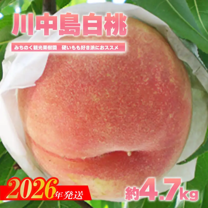 No.2349もも「川中島白桃」贈答用　約4.7kg【2026年発送　先行予約】