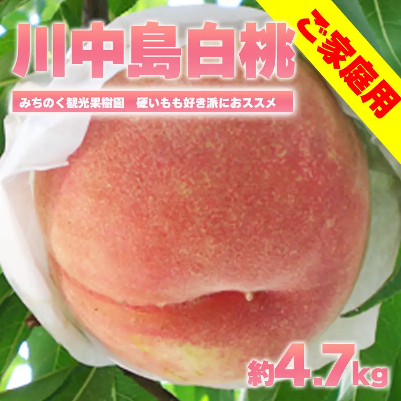 No.2350もも「川中島白桃」ご家庭用　約4.7kg【2026年発送　先行予約】