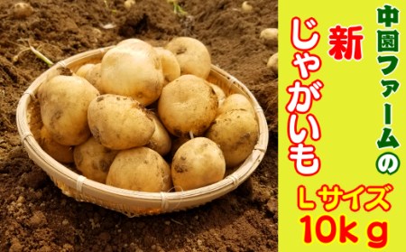 2026年 収穫  種子島 安納 中園ファーム 新 じゃがいも L サイズ 10kg　NFN083 【375pt】