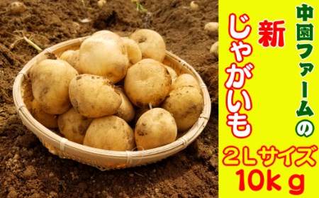 2026年 収穫  種子島 中園ファーム 新 じゃがいも 2Lサイズ 10kg　NFN084【375pt】