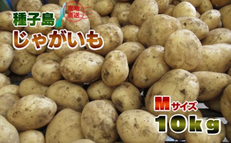 2026年 収穫  種子島 中園ファーム 新 じゃがいも Mサイズ 10kg　NFN398【350pt】