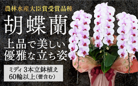 B100【農林水産大臣賞受賞品種】ミディ系ピンク胡蝶蘭！『乙姫（おとひめ）』3本立