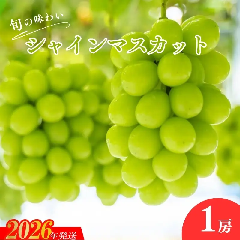 No.2503くるま農園　シャインマスカット（１房）【2026年発送】
