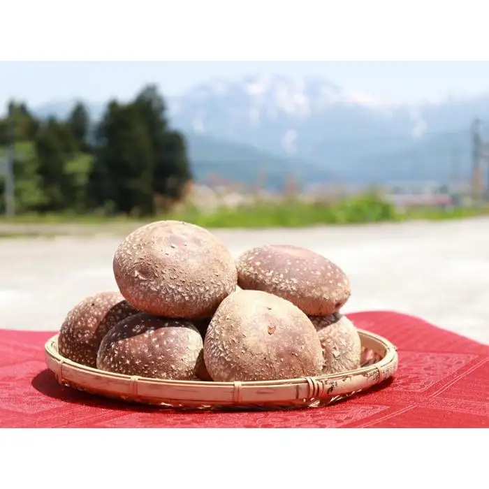 国産原材料のみ使用「肉厚な生椎茸500g」～八海山の雪解け水が豊富な地下水使用～【生椎茸 菌床 椎茸 南魚沼市 国産 八海山 地下水 きのこ 食材 新鮮 栽培 高品質 日本産 食べ物 地産地消 健康 食用 野菜 料理 食材配達】