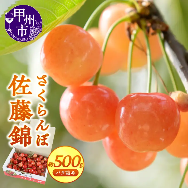 【宿沢フルーツ農園】のさくらんぼ 佐藤錦 約500g 化粧箱 バラ詰め【2026年発送】（SF）B12-144