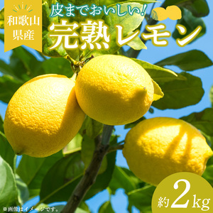 EA6010n_【2027年先行予約】和歌山県産 完熟 レモン 2kg 皮まで使用可能（栽培期間中農薬不使用）