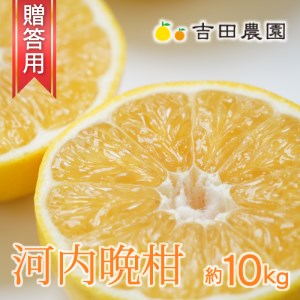 贈答用 河内晩柑 愛南ゴールド 10kg 河内晩柑 吉田農園