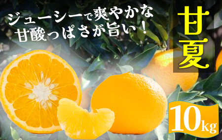 【先行予約＿2026年出荷分】初夏の香り 甘夏10kg箱　【 甘夏 】
