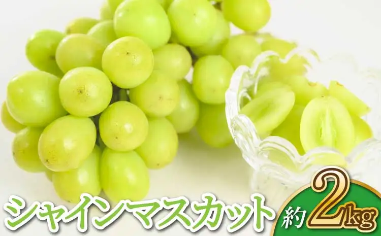 【先行予約】【2026年7月下旬～8月下旬頃順次発送予定】シャインマスカット 約2kg（3～5房）サンサンうきっ子宇城彩館