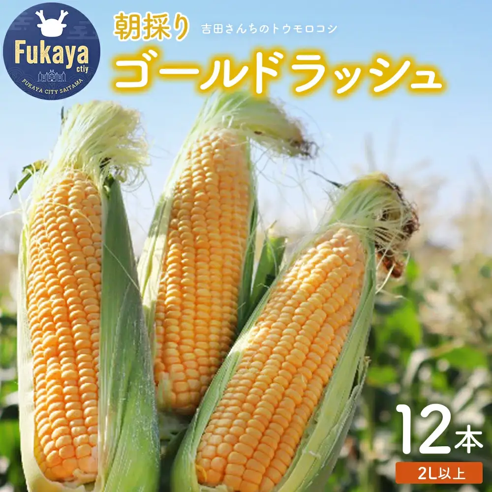＜先行受付：6月上旬以降出荷予定＞吉田さんちのトウモロコシ（ゴールドラッシュ）2L以上12本入り　【11218-0433】