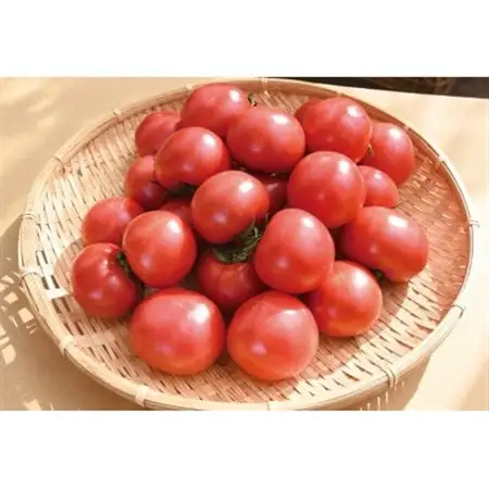 栗田温室農園の王様トマト(2kg箱)農林水産大臣賞受賞!【配送不可地域：離島・沖縄県】【1376948】