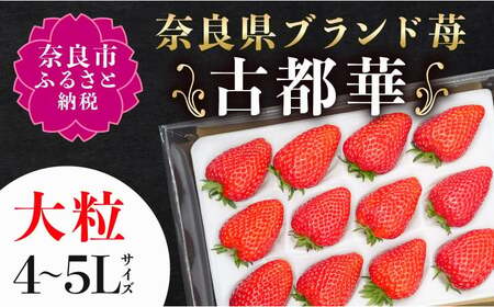 【先行予約】いちご 古都華いちご大粒1P【2027年1月～順次発送】