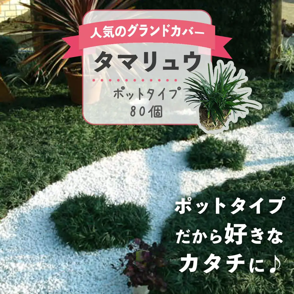 タマリュウ （玉竜） ポットタイプ（80個）【生産者直送】グランドカバー