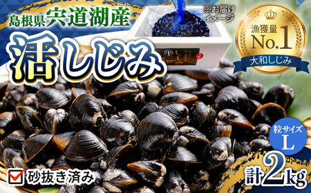 しじみ 新鮮採れたて！宍道湖産活大和しじみ大粒(L)2kg(砂はき済み)  島根県松江市/平野缶詰有限会社[ALBZ016]