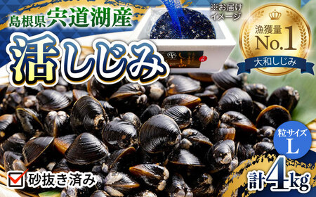 しじみ 驚きの大容量！宍道湖産活大和しじみ大粒(L)4kg(砂はき済み) 島根県松江市/平野缶詰有限会社[ALBZ017]