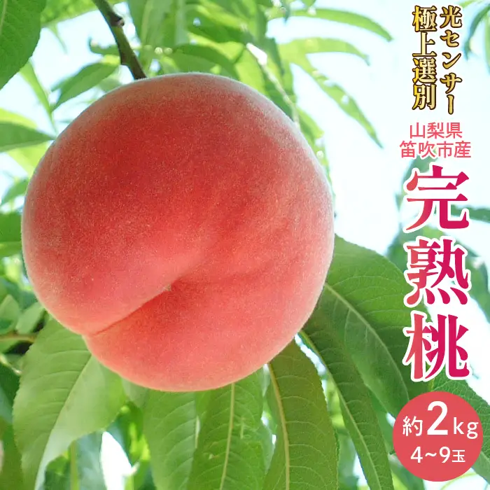 【2026年発送★先行予約】笛吹市産こだわりの桃 約2.0kg(4～9玉) 常温 090-010-26y