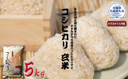 コシヒカリ 玄米5Kg 茨城県共通返礼品 かすみがうら市産 米 玄米 コシヒカリ米 茨城県産 共通返礼品 コシヒカリ お米 コメ おこめ こめ こしひかり 有機 ブランド 健康 ギフト 贈り物