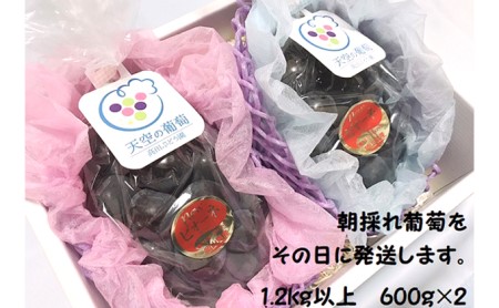 ニュー ピオーネ 2房 1.2kg以上 高梁市産 2026年度 早期受付 天空の葡萄 1箱 美味しい笑顔をお約束 ぶどう 葡萄 フルーツ 岡山 