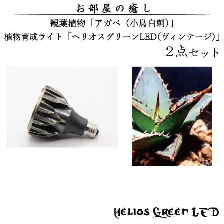 BN012-1　お部屋の癒し　観葉植物「アガベ（小島白刺）」と植物育成ライト「ヘリオスグリーンLED（ヴィンテージ）」の2点セット