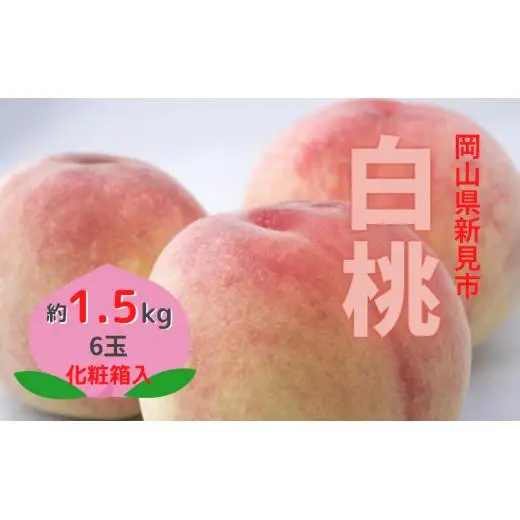 新見の白桃 約1.5kg 6玉 【先行予約 7月下旬から順次発送】