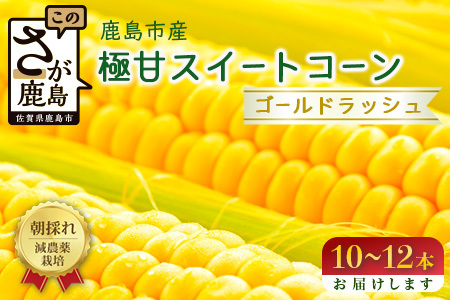 予約受付【限定30セット】 スイートコーン （ゴールドラッシュ） 10～12本入 朝採れ とうもろこし トウモロコシ 野菜 糖度17~18℃以上 鹿島市産 佐賀県産 春 夏 旬【2025年6月上旬～順次発送】 B-319