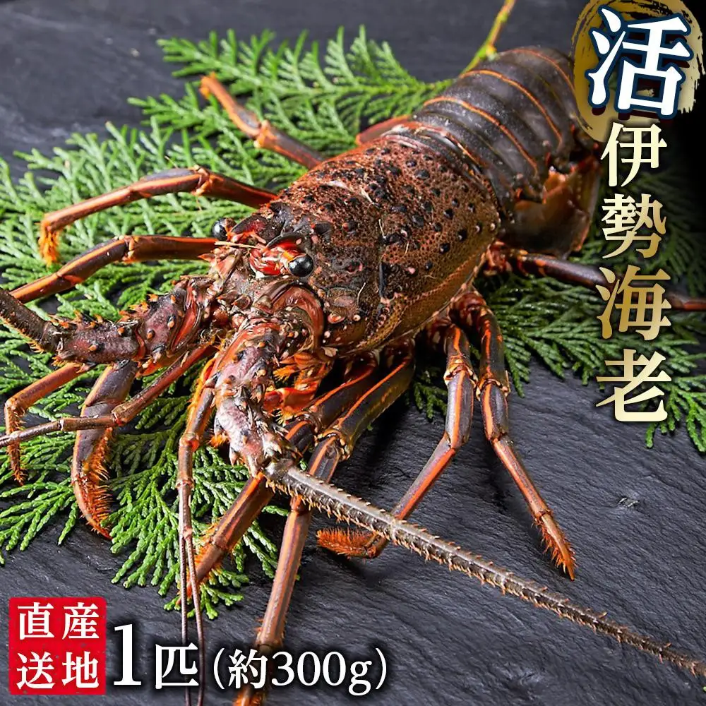 活 伊勢海老 1匹 約300g 伊勢海老