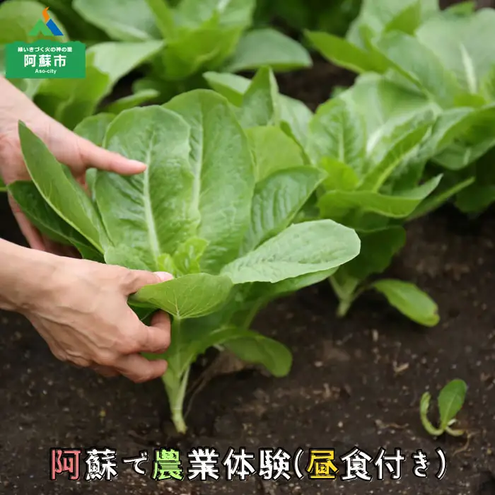 阿蘇蔵農園 阿蘇のカルデラで農業体験＆お散歩 野菜スムージー・お弁当あり