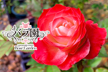花巻温泉バラ園 オリジナル品種「ハートローズ95」大苗 ＜2026年3月より随時発送＞【2049】