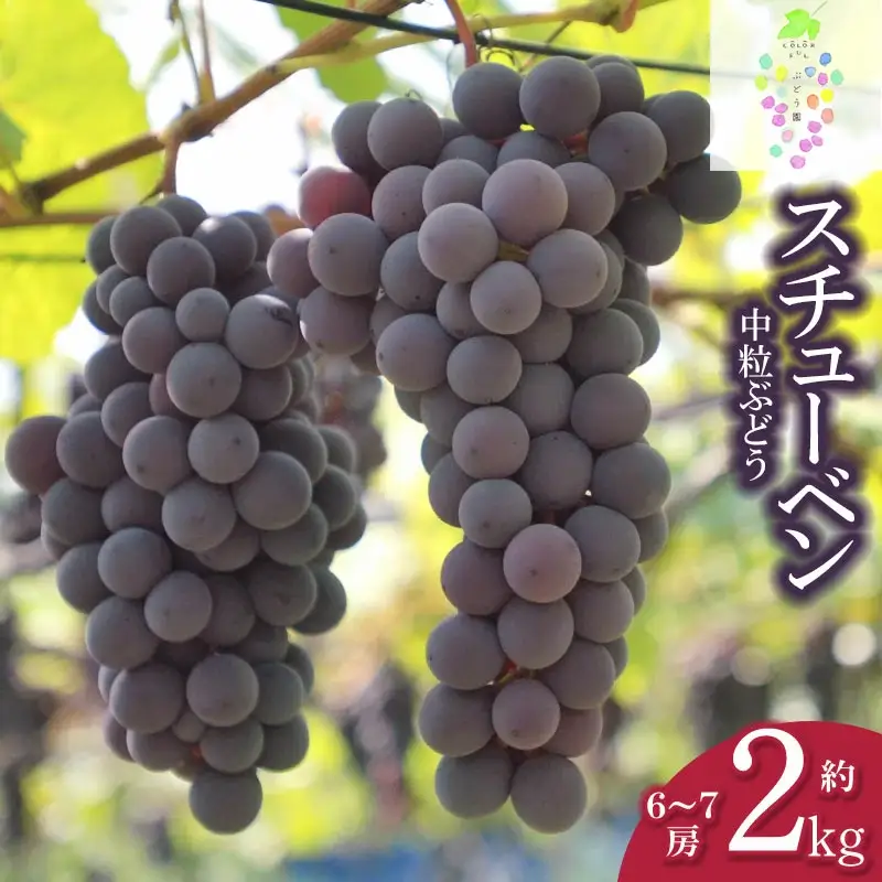【令和8年産先行予約】鶴岡市産 スチューベン 約2kg（6房～7房） 中粒ぶどう　カラフルぶどう園