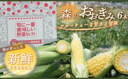2026年産 実がぎっしり大きい 新鮮 朝どれ とうもろこし 先行予約 森のおおきみ 6本 セット 詰め合わせ 野菜 JGAP認証 しずおか認証取得農場  先行 予約 2026 2026年 新鮮野菜 静岡 静岡県 森町