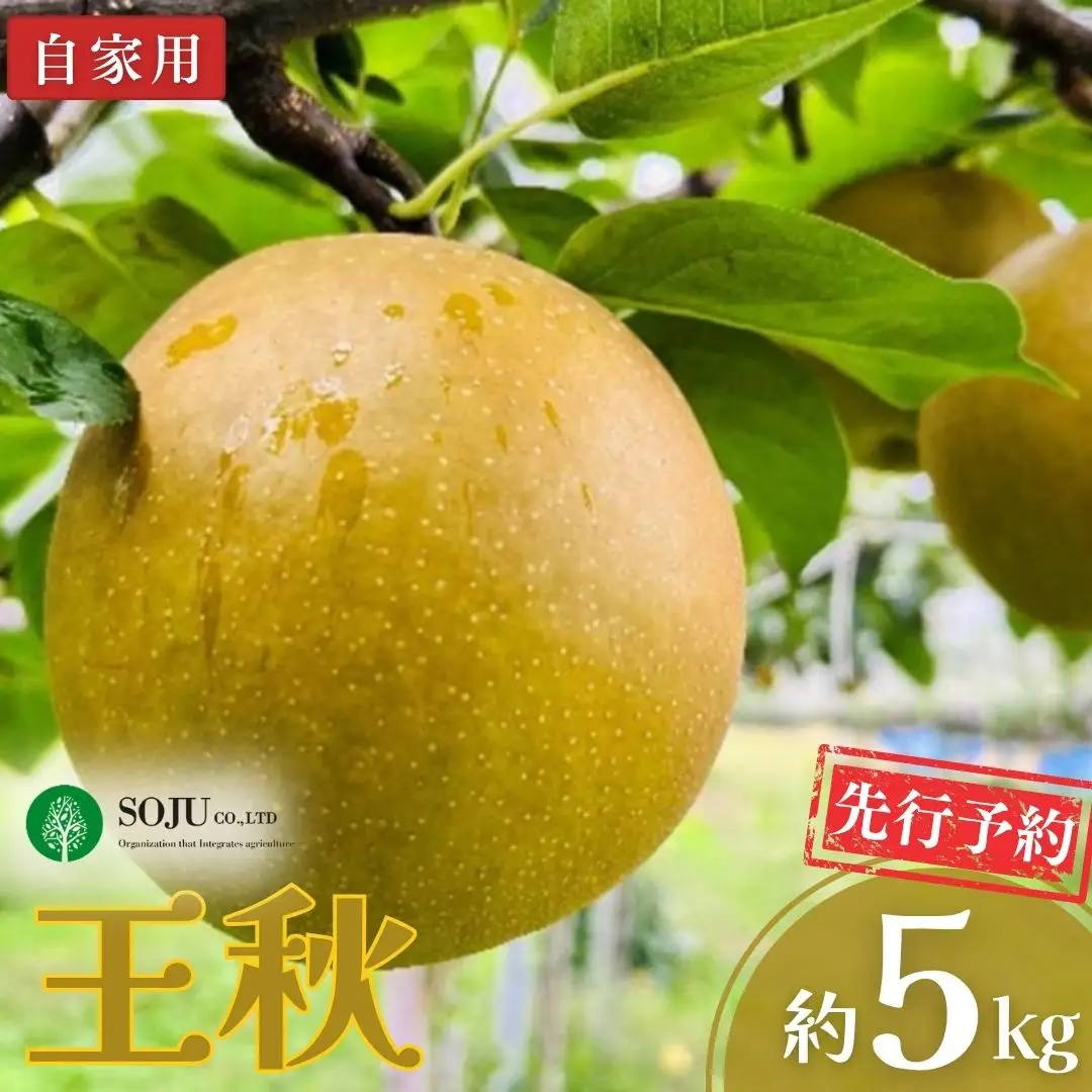先行予約 和梨 王秋 自家用 約5kg 令和8年度 新潟県 三条市産 三条果樹専門家集団
