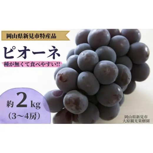 大原観光果樹園 ピオーネ 約2kg 3～4房 【先行予約 9月上旬から順次発送】