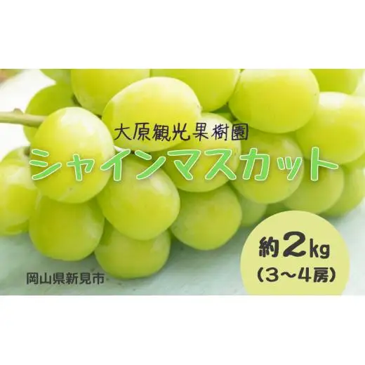 大原観光果樹園 シャインマスカット 約2kg 3～4房 【先行予約 9月中旬から順次発送】
