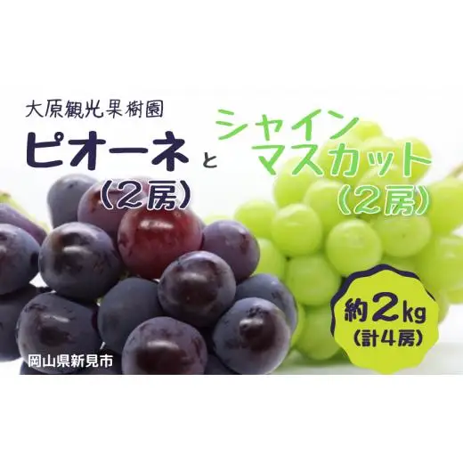 大原観光果樹園 ピオーネ2房とシャインマスカット2房（計4房） 約2kg 【先行予約 9月中旬から順次発送】