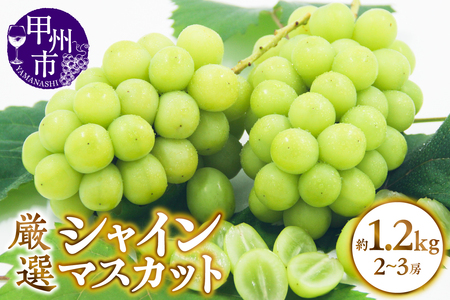 甲州市産 厳選 シャインマスカット 約1.2kg（2～3房）【2026年発送】（APX）B-195 シャインマスカット フルーツ