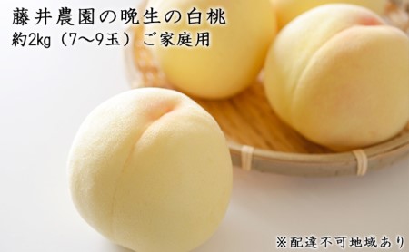【2026年先行予約】 桃 岡山県産 ご家庭用 もも 2026年 先行予約 ご家庭用 晩生の白桃 約2kg（7～9玉）藤井農園 《2026年8月中旬～9月下旬頃出荷》  果物 岡山 里庄町 モモ