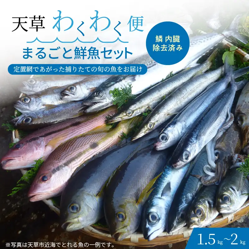S059-017A_【鱗 内臓 除去済み】 天草わくわく便 まるごと鮮魚セット