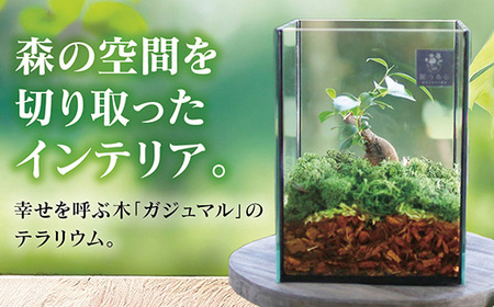 D041 観葉植物 [テラリウム Sサイズ] (花うるる モダン インテリア ギフト プレゼント おしゃれ 観葉 ガジュマル ガラス ケース 完成品 ミニ観葉 盆栽 アクアリウム おしゃれ リビング 開店祝い 新築祝い 苔リウム コケリウム オフィス 母の日 ジオラマ 鉢