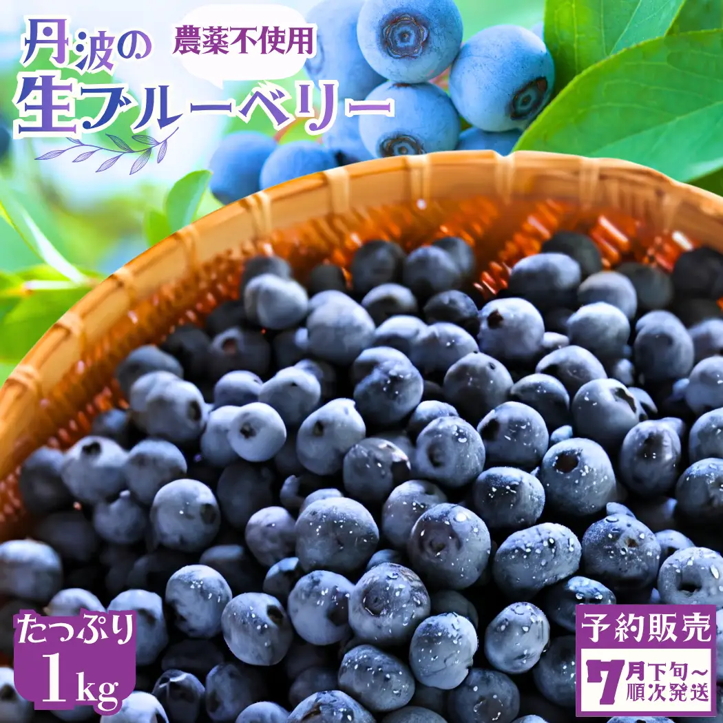 ブルーベリー 生果実 1kg 先行予約 生ブルーベリー 無農薬 丹波市産 7月下旬発送
