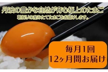 【12ヶ月定期便】せせらぎ卵 50個 〈丹波市産〉 鶏卵 定期便