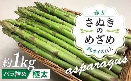 【2月下旬頃～発送】カトちゃんさぬきのめざめロング 春芽 1kg 極太 2L以上