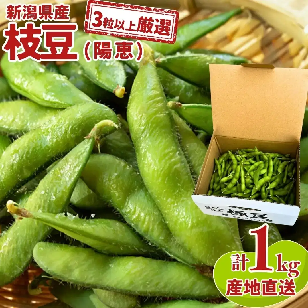 先行予約 3粒以上厳選 枝豆(陽恵)1kg 新潟県産 朝どり 枝豆