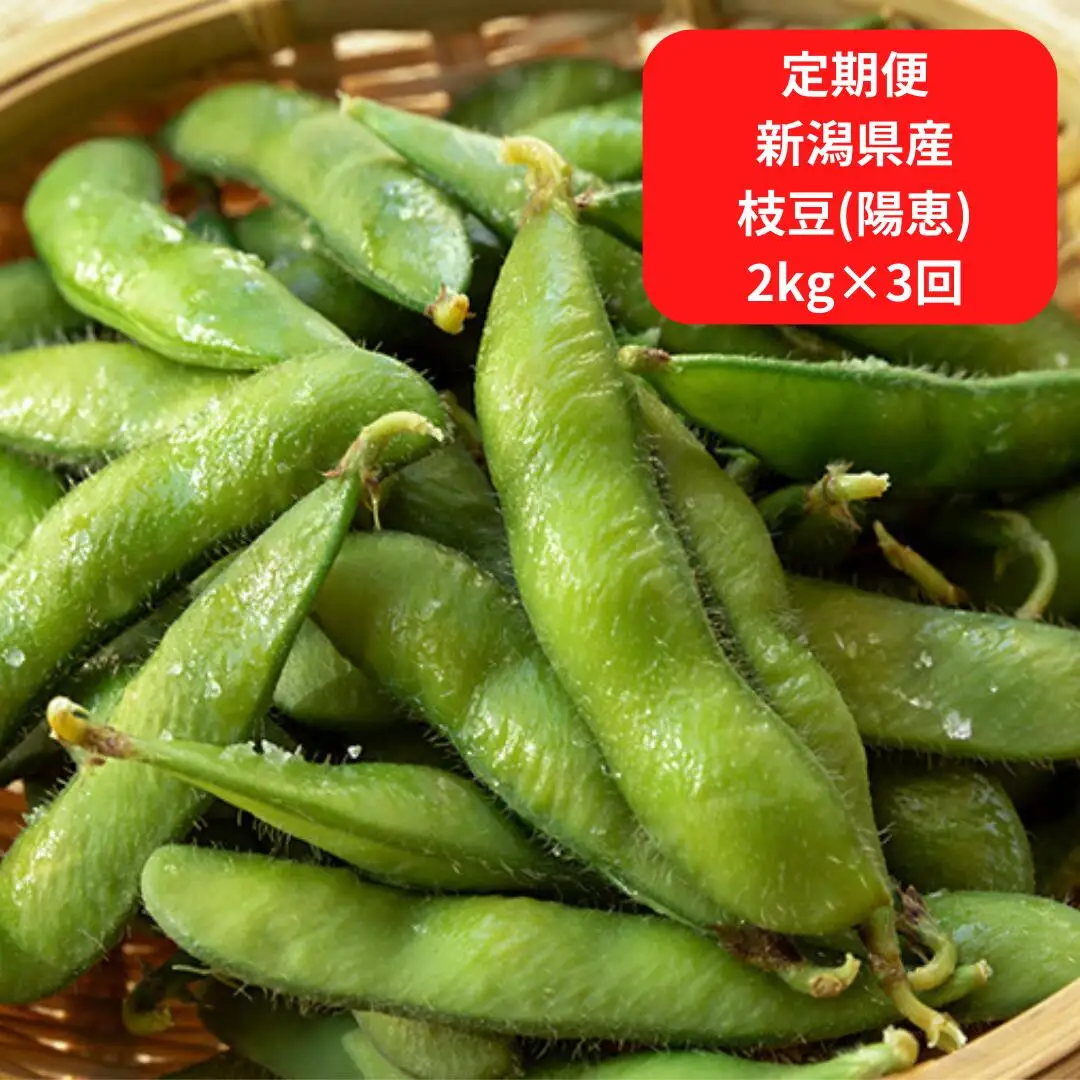 【先行予約】[枝豆 定期便 2kg×3回] 新潟県産 枝豆（陽恵） 朝採り 枝豆 2kgを3回お届け [2026年発送分]  枝豆 [堀川農園]【060S005】