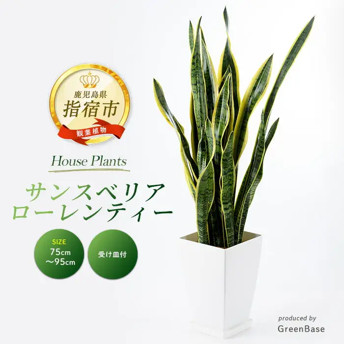 2026年3月上旬～発送【観葉植物】サンスベリア・ローレンティー 75cm～95cm Green Base IB003-003 観葉植物 ※北海道・沖縄・離島配送不可