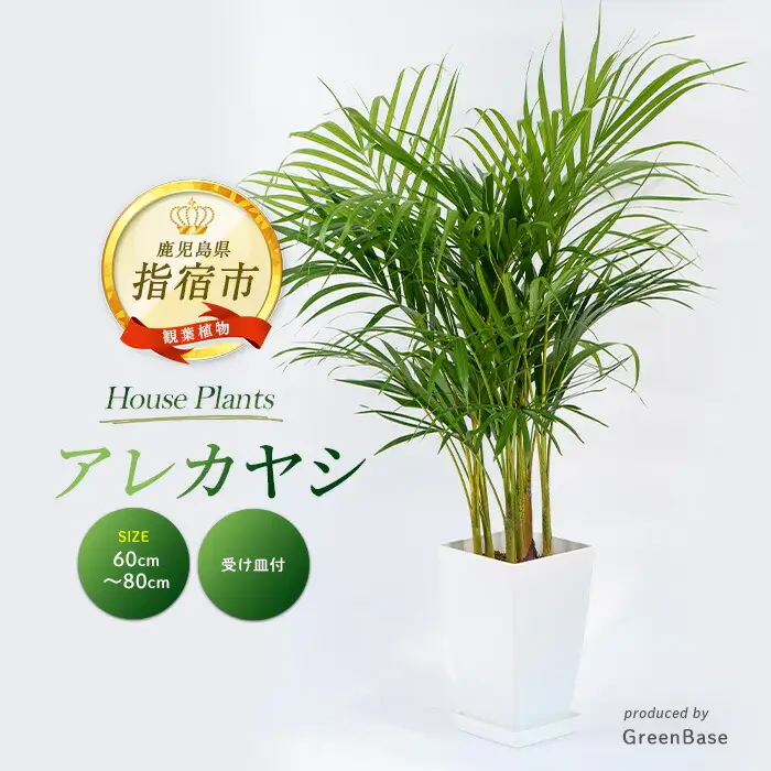 2026年3月上旬～発送【観葉植物】アレカヤシ 60cm～80cm Green Base IB003-020 観葉植物 ※北海道・沖縄・離島配送不可