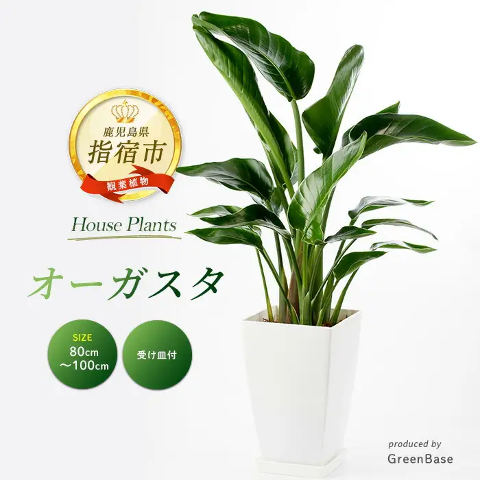 観葉植物 オーガスタ 80cm～100cm Green Base IB003-014 観葉植物